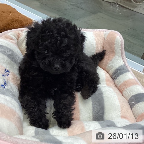 大阪府のトイプードル(トイ) (ペットプラス ららぽーと和泉店/2025年11月11日生まれ/男の子/ブラック)の子犬の3枚目の画像