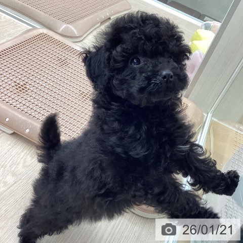 大阪府のトイプードル(トイ) (ペットプラス ららぽーと和泉店/2025年11月11日生まれ/男の子/ブラック)の子犬の4枚目の画像