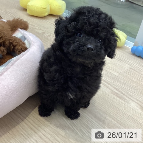 大阪府のトイプードル(トイ) (ペットプラス ららぽーと和泉店/2025年11月11日生まれ/男の子/ブラック)の子犬の3枚目の画像