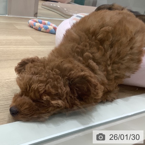 トイ・プードルの写真