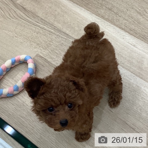 大阪府のトイプードル(トイ) (ペットプラス 鶴見店/2025年11月10日生まれ/女の子/レッドフォーン)の子犬の4枚目の画像