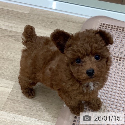 大阪府のトイプードル(トイ) (ペットプラス 鶴見店/2025年11月10日生まれ/女の子/レッドフォーン)の子犬の3枚目の画像