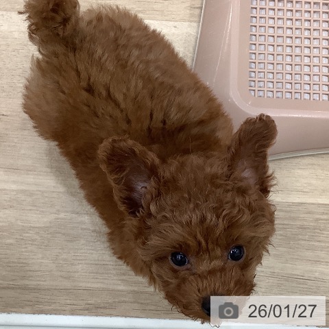 大阪府のトイプードル(トイ) (ペットプラス 鶴見店/2025年11月10日生まれ/女の子/レッドフォーン)の子犬の4枚目の画像