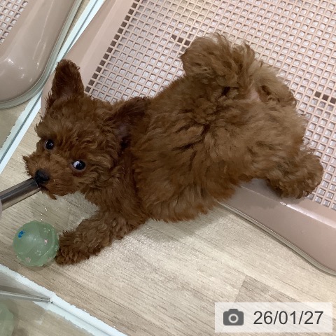 大阪府のトイプードル(トイ) (ペットプラス 鶴見店/2025年11月10日生まれ/女の子/レッドフォーン)の子犬の3枚目の画像