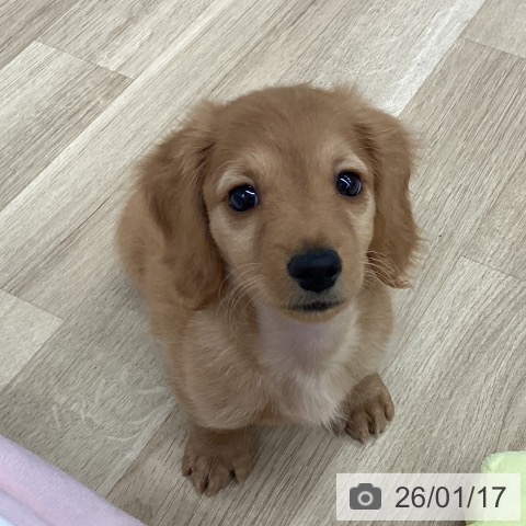 新潟県のミニチュアダックスフンド(ロング) (ペットプラス 新潟南店/2025年11月10日生まれ/男の子/ゴールド)の子犬の4枚目の画像