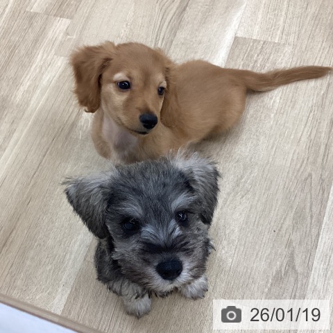 新潟県のミニチュアダックスフンド(ロング) (ペットプラス 新潟南店/2025年11月10日生まれ/男の子/ゴールド)の子犬の3枚目の画像