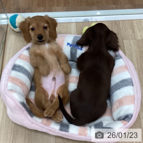 新潟県のミニチュアダックスフンド(ロング) (ペットプラス 新潟南店/2025年11月10日生まれ/男の子/ゴールド)の子犬の3枚目の画像