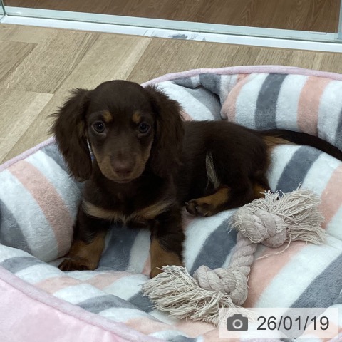 新潟県のミニチュアダックスフンド(ロング) (ペットプラス 新潟南店/2025年11月12日生まれ/女の子/ブラウンタン)の子犬の4枚目の画像