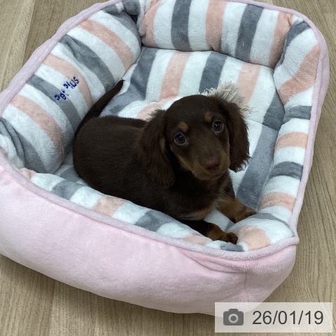 新潟県のミニチュアダックスフンド(ロング) (ペットプラス 新潟南店/2025年11月12日生まれ/女の子/ブラウンタン)の子犬の3枚目の画像