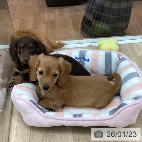 新潟県のミニチュアダックスフンド(ロング) (ペットプラス 新潟南店/2025年11月12日生まれ/女の子/ブラウンタン)の子犬の3枚目の画像