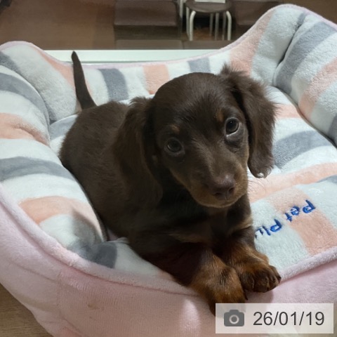 神奈川県のミニチュアダックスフンド(ロング) (ペットプラス 湘南平塚店/2025年11月12日生まれ/女の子/ブラウンタン)の子犬の4枚目の画像