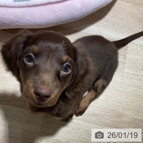 神奈川県のミニチュアダックスフンド(ロング) (ペットプラス 湘南平塚店/2025年11月12日生まれ/女の子/ブラウンタン)の子犬の4枚目の画像