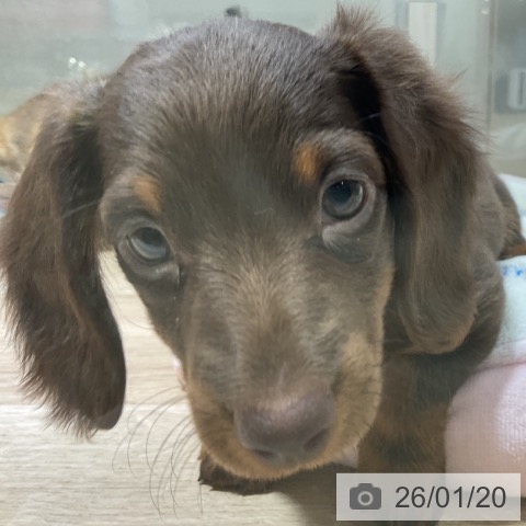 神奈川県のミニチュアダックスフンド(ロング) (ペットプラス 湘南平塚店/2025年11月12日生まれ/女の子/ブラウンタン)の子犬の3枚目の画像