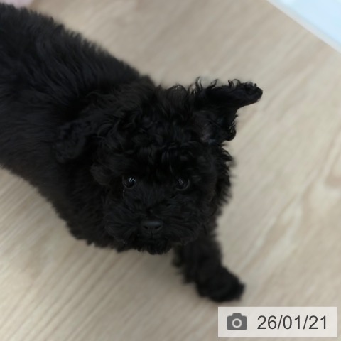 京都府のトイプードル(トイ) (ペットプラス 京都桂川店/2025年10月30日生まれ/女の子/ブラック)の子犬の4枚目の画像