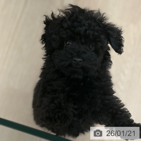 京都府のトイプードル(トイ) (ペットプラス 京都桂川店/2025年10月30日生まれ/女の子/ブラック)の子犬の3枚目の画像