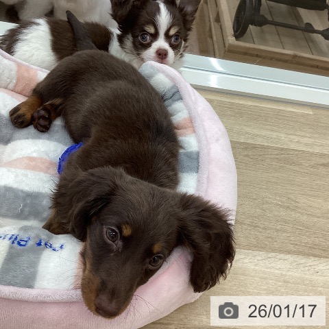 ミニチュア・ダックスフンドの写真