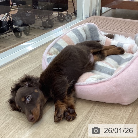 ミニチュア・ダックスフンドの写真