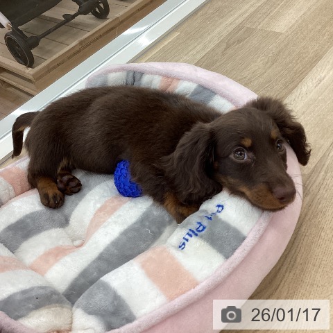 山梨県のミニチュアダックスフンド(ロング) (ペットプラス 甲府国母店/2025年11月9日生まれ/女の子/ブラウンタン)の子犬の4枚目の画像