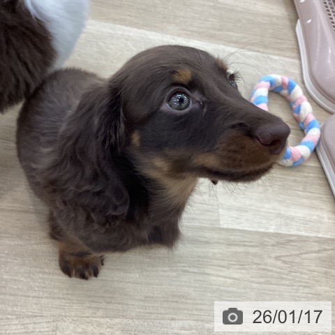 山梨県のミニチュアダックスフンド(ロング) (ペットプラス 甲府国母店/2025年11月9日生まれ/女の子/ブラウンタン)の子犬の3枚目の画像