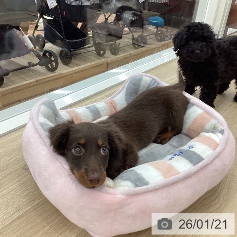 山梨県のミニチュアダックスフンド(ロング) (ペットプラス 甲府国母店/2025年11月9日生まれ/女の子/ブラウンタン)の子犬の4枚目の画像