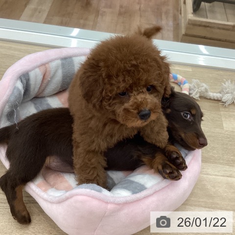 山梨県のミニチュアダックスフンド(ロング) (ペットプラス 甲府国母店/2025年11月9日生まれ/女の子/ブラウンタン)の子犬の3枚目の画像