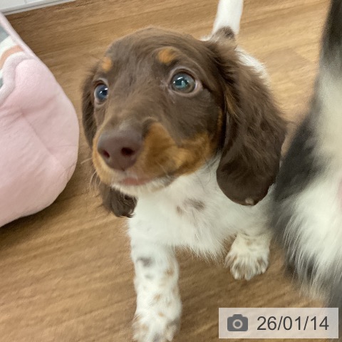 千葉県のミニチュアダックスフンド(ロング) (ペッツワン 千葉ニュータウン店/2025年11月9日生まれ/女の子/ブラウンタンパイボールド)の子犬の4枚目の画像