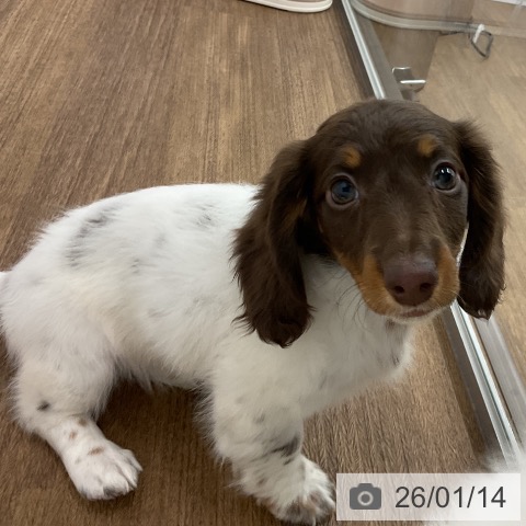 千葉県のミニチュアダックスフンド(ロング) (ペッツワン 千葉ニュータウン店/2025年11月9日生まれ/女の子/ブラウンタンパイボールド)の子犬の3枚目の画像