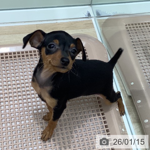 大阪府のミニチュアピンシャー (ペットプラス 鶴見店/2025年11月11日生まれ/女の子/ブラックタン)の子犬の4枚目の画像