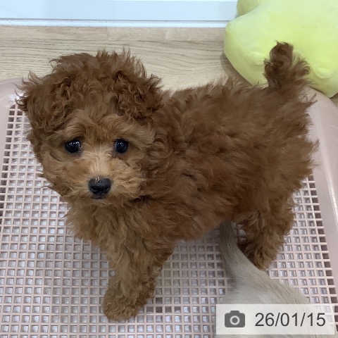 大阪府のトイプードル(トイ) (ペットプラス 鶴見店/2025年11月9日生まれ/男の子/レッドフォーン)の子犬の4枚目の画像