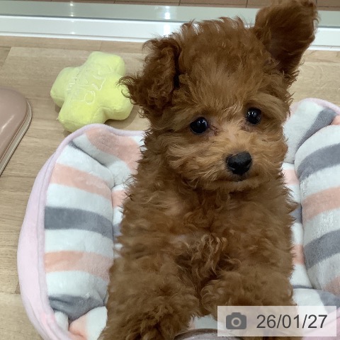 大阪府のトイプードル(トイ) (ペットプラス 鶴見店/2025年11月9日生まれ/男の子/レッドフォーン)の子犬の4枚目の画像