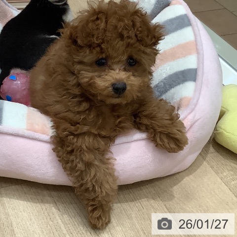 大阪府のトイプードル(トイ) (ペットプラス 鶴見店/2025年11月9日生まれ/男の子/レッドフォーン)の子犬の3枚目の画像