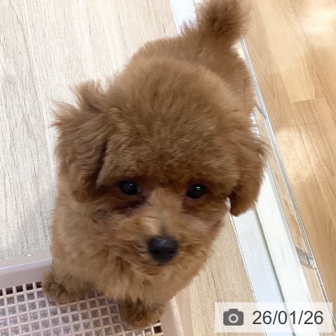 トイ・プードルの写真