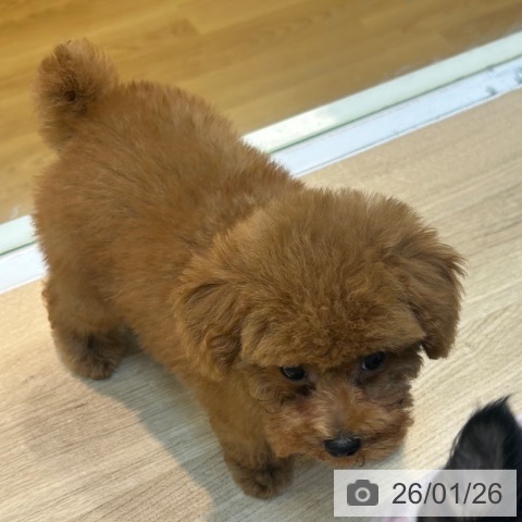 トイ・プードルの写真