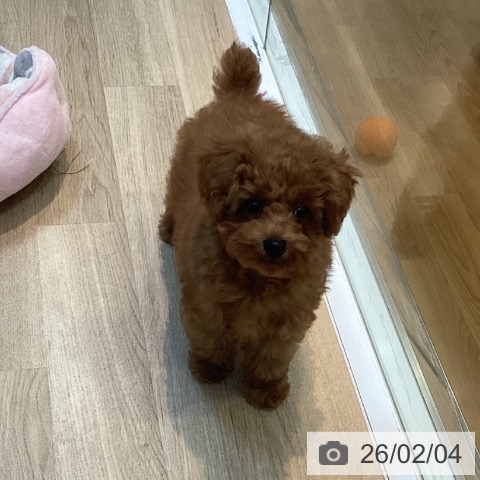 トイ・プードルの写真