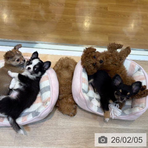 トイ・プードルの写真