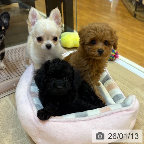 京都府のトイプードル(トイ) (ペットプラス イオンモールKYOTO店/2025年11月11日生まれ/男の子/レッドフォーン)の子犬の4枚目の画像