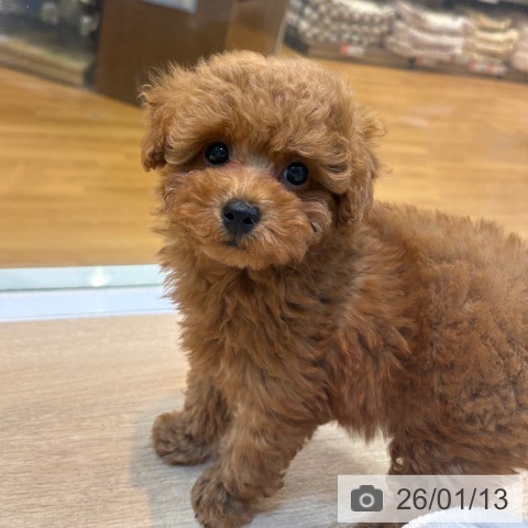 京都府のトイプードル(トイ) (ペットプラス イオンモールKYOTO店/2025年11月11日生まれ/男の子/レッドフォーン)の子犬の3枚目の画像