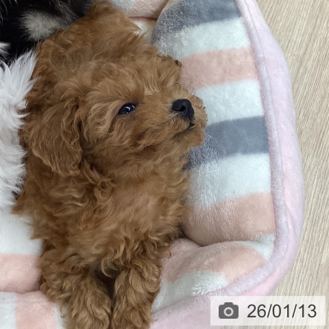 大阪府のトイプードル(トイ) (ペットプラス ららぽーと和泉店/2025年11月11日生まれ/女の子/レッドフォーン)の子犬の4枚目の画像