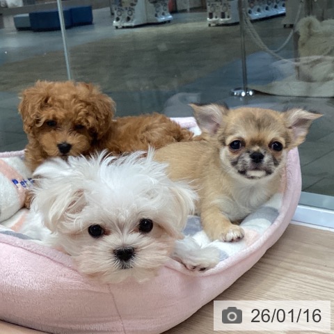 大阪府のトイプードル(トイ) (ペットプラス ららぽーと和泉店/2025年11月11日生まれ/女の子/レッドフォーン)の子犬の3枚目の画像