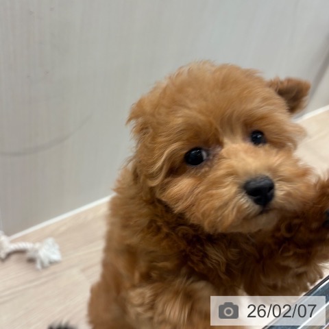 和歌山県のトイプードル(トイ) (ペットプラス 和歌山店/2025年11月11日生まれ/女の子/レッドフォーン)の子犬の3枚目の画像