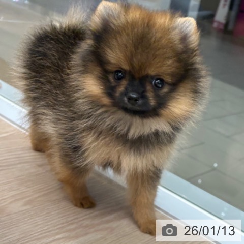 京都府のポメラニアン (ペットプラス 京都桂川店/2025年11月12日生まれ/女の子/オレンジセーブル)の子犬の4枚目の画像