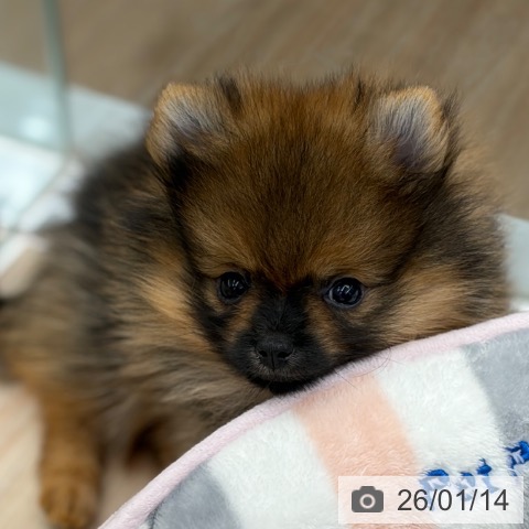 京都府のポメラニアン (ペットプラス 京都桂川店/2025年11月12日生まれ/女の子/オレンジセーブル)の子犬の3枚目の画像