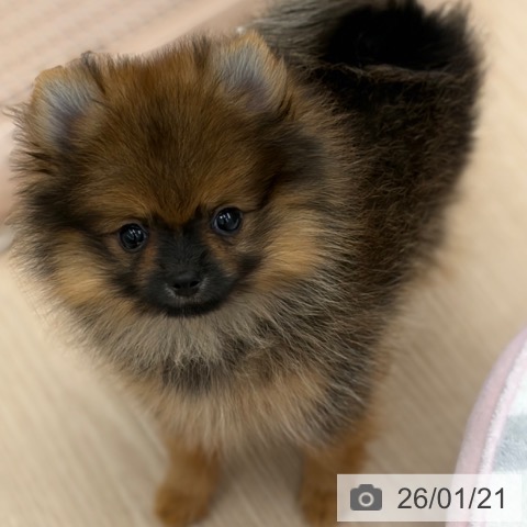 京都府のポメラニアン (ペットプラス 京都桂川店/2025年11月12日生まれ/女の子/オレンジセーブル)の子犬の3枚目の画像