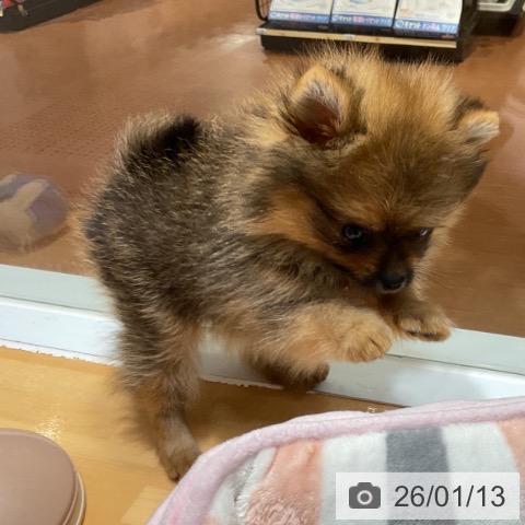 奈良県のポメラニアン (ペットプラス 大和郡山店/2025年11月12日生まれ/女の子/オレンジセーブル)の子犬の4枚目の画像