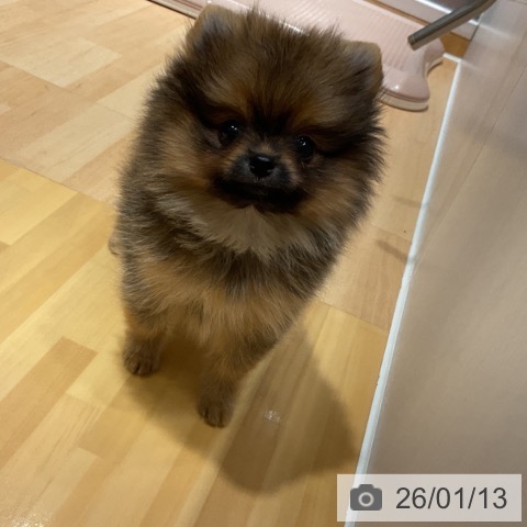 奈良県のポメラニアン (ペットプラス 大和郡山店/2025年11月12日生まれ/女の子/オレンジセーブル)の子犬の3枚目の画像