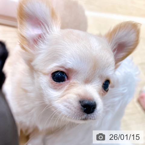 大阪府のチワワ(ロング) (ペットプラス イオン大日店/2025年11月6日生まれ/女の子/クリーム)の子犬の4枚目の画像