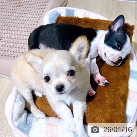 大阪府のチワワ(ロング) (ペットプラス イオン大日店/2025年11月6日生まれ/女の子/クリーム)の子犬の3枚目の画像