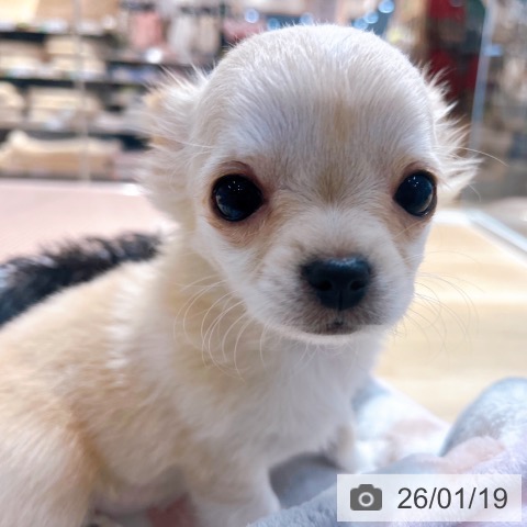 大阪府のチワワ(ロング) (ペットプラス イオン大日店/2025年11月6日生まれ/女の子/クリーム)の子犬の4枚目の画像