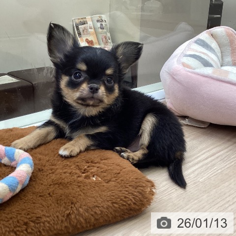 大阪府のチワワ(ロング) (ペットプラス ららぽーと和泉店/2025年11月6日生まれ/男の子/ブラックタン)の子犬の4枚目の画像