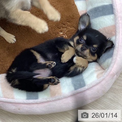 大阪府のチワワ(ロング) (ペットプラス ららぽーと和泉店/2025年11月6日生まれ/男の子/ブラックタン)の子犬の3枚目の画像